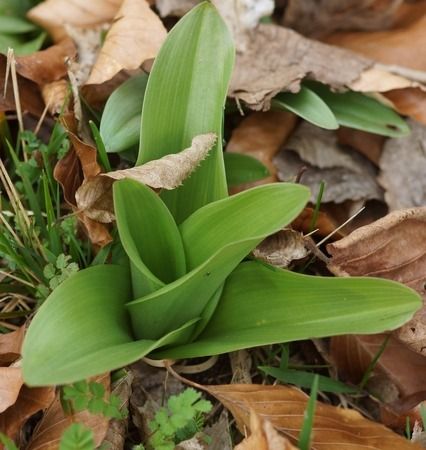 Orchis purpurea  - Bruno Vleeschouwers