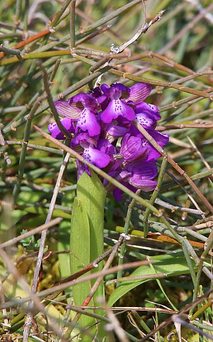 Anacamptis indet. group. morio  - Catherine Huart
