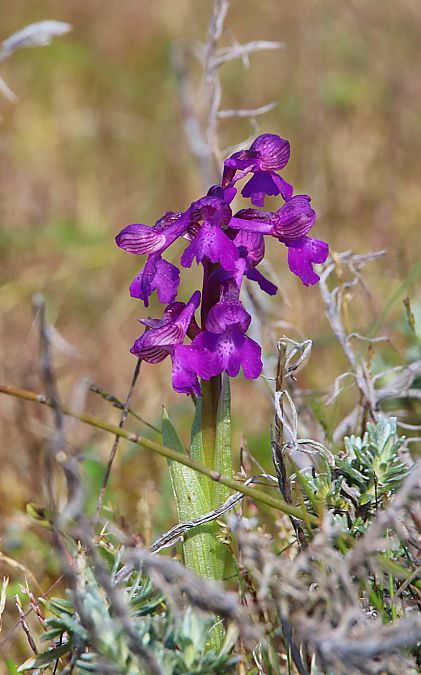 Anacamptis indet. group. morio  - Catherine Huart