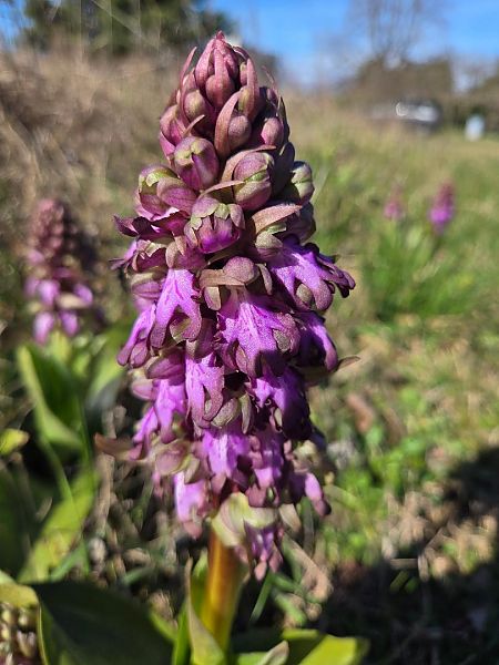 Barlia robertiana  - Regis Galopin