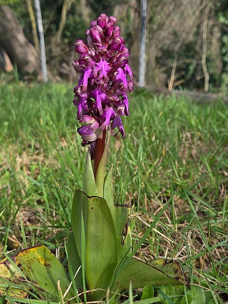Barlia robertiana  - Regis Galopin