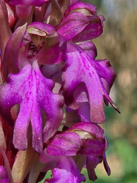 Barlia robertiana  - Regis Galopin