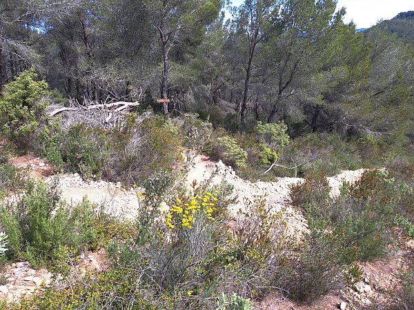 Ophrys delforgei  - Emmanuel Cosson