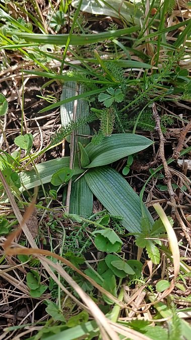 Ophrys splendida  - José Miguel Martins Da Silva
