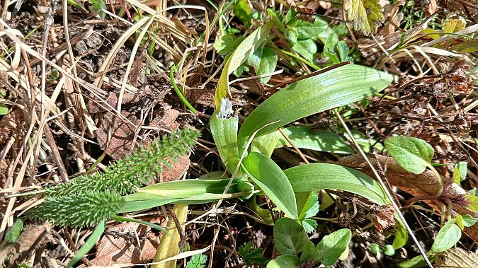 Ophrys splendida  - José Miguel Martins Da Silva