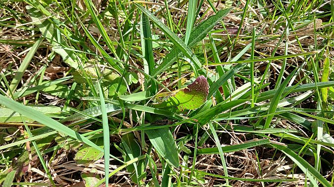 Serapias cordigera  - José Miguel Martins Da Silva