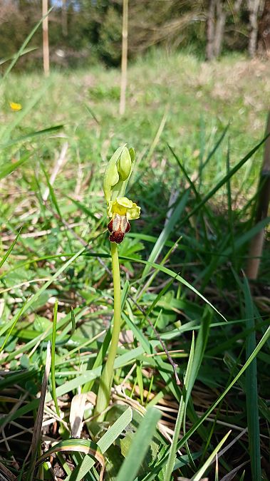 Ophrys forestieri  - José Miguel Martins Da Silva