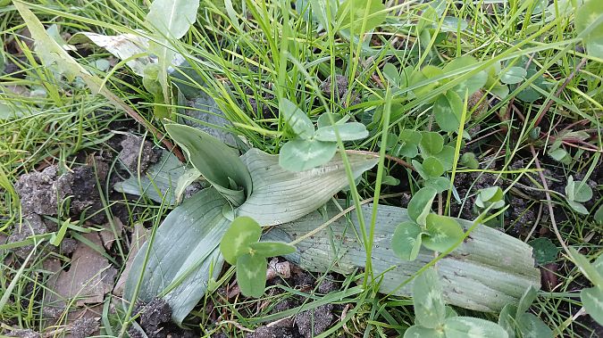 Ophrys apifera  - José Miguel Martins Da Silva