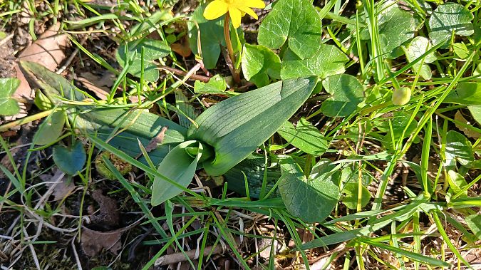 Ophrys apifera  - José Miguel Martins Da Silva