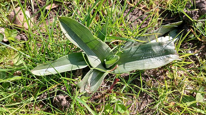 Ophrys apifera  - José Miguel Martins Da Silva