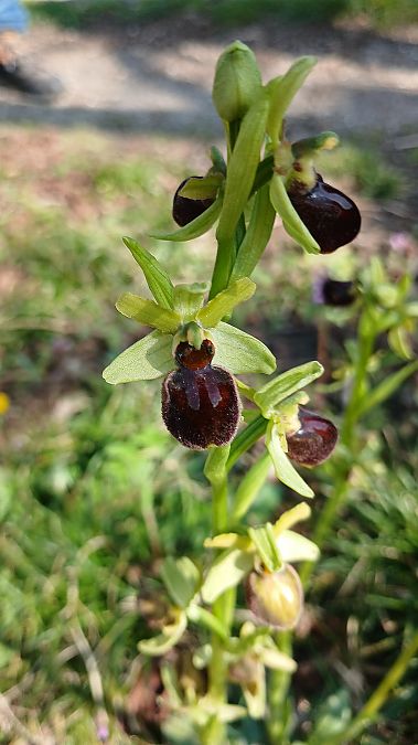 Ophrys aranifera  - José Miguel Martins Da Silva