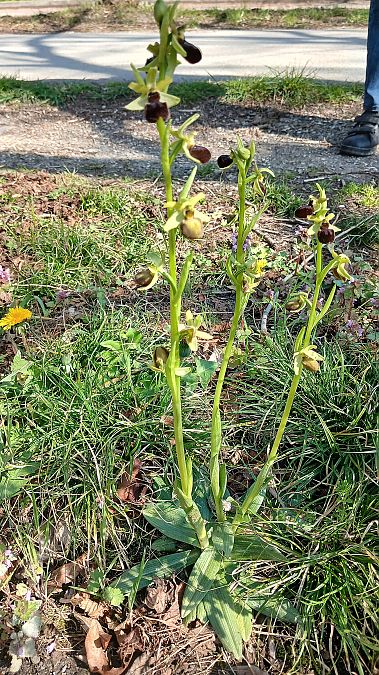 Ophrys aranifera  - José Miguel Martins Da Silva