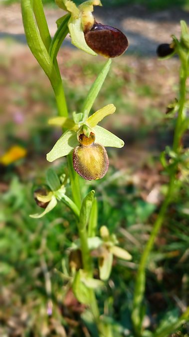 Ophrys aranifera  - José Miguel Martins Da Silva