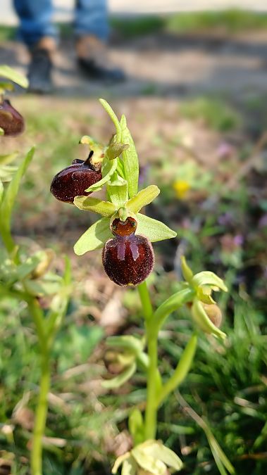 Ophrys aranifera  - José Miguel Martins Da Silva