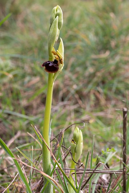 Ophrys passionis  - Patrick Serra