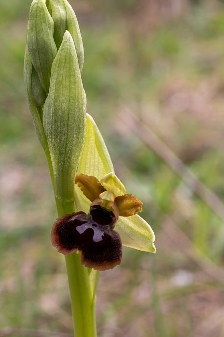 Ophrys passionis  - Patrick Serra