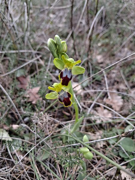 Ophrys bilunulata  - Patrick Serra