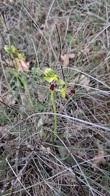 Ophrys bilunulata  - Patrick Serra