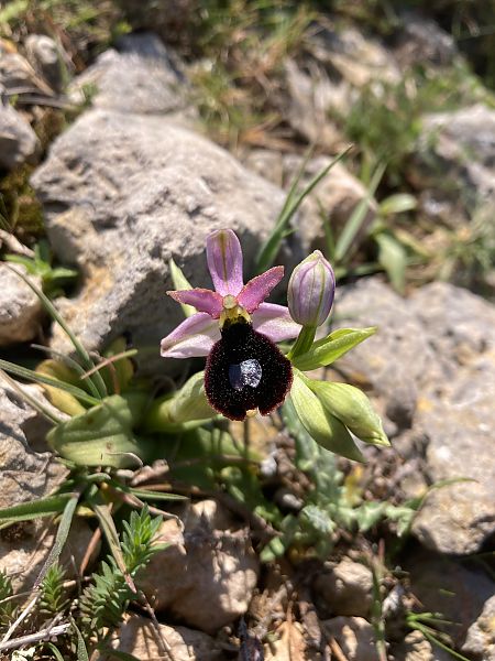 Ophrys aurelia  - Léa Pichon