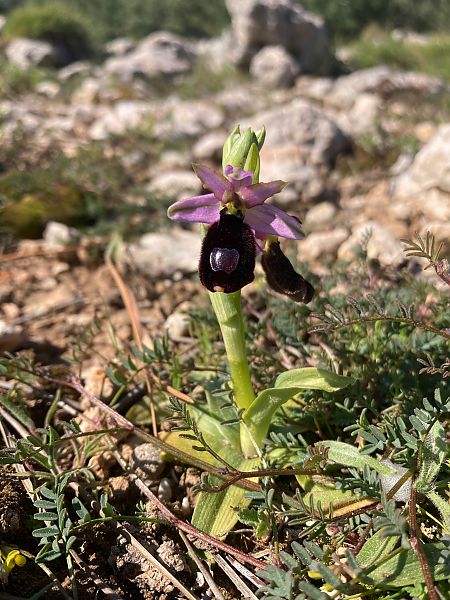 Ophrys aurelia  - Léa Pichon