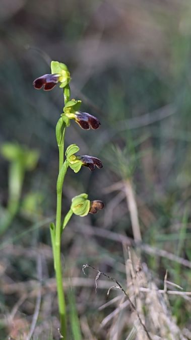 Ophrys indet. group. fusca  - Edouard Rey