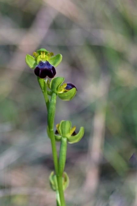 Ophrys indet. group. fusca  - Edouard Rey