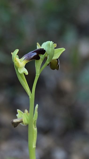Ophrys indet. group. fusca  - Edouard Rey