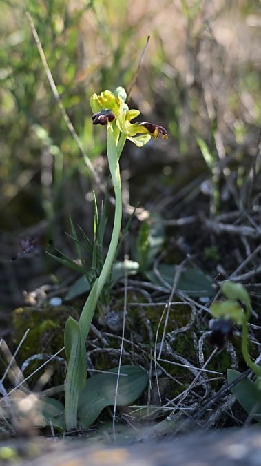 Ophrys indet. group. fusca  - Edouard Rey