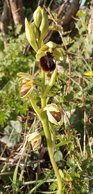 Ophrys passionis  - Jean-Yves Esnault