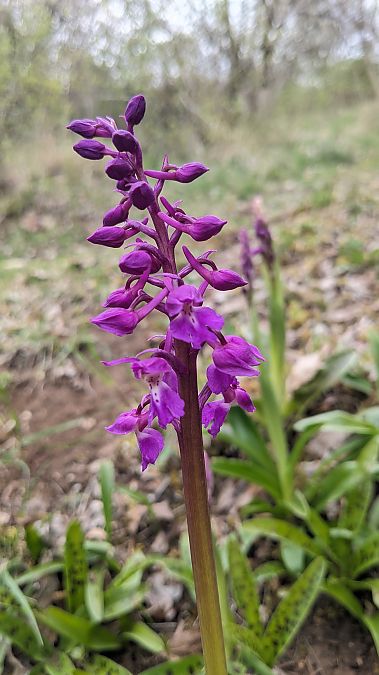 Orchis mascula  - Sandrine Marlin
