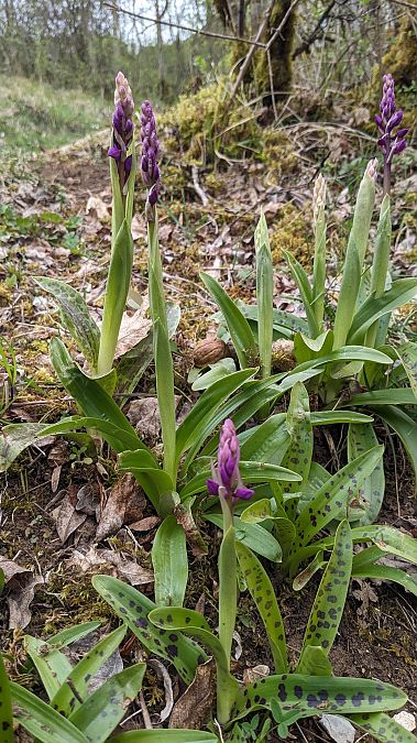 Orchis mascula  - Sandrine Marlin