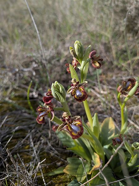 Ophrys speculum  - Isabelle Granet
