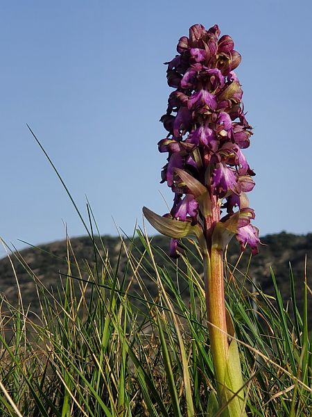 Himantoglossum robertianum  - Jean Claude Bouveron