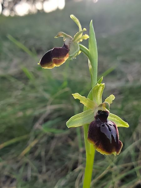 Ophrys occidentalis  - Jean Claude Bouveron
