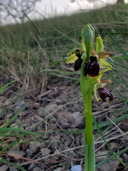 Ophrys passionis  - Jean Claude Bouveron