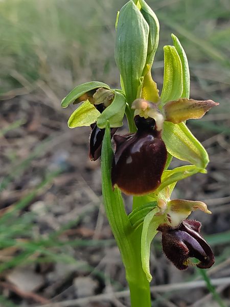 Ophrys passionis  - Jean Claude Bouveron