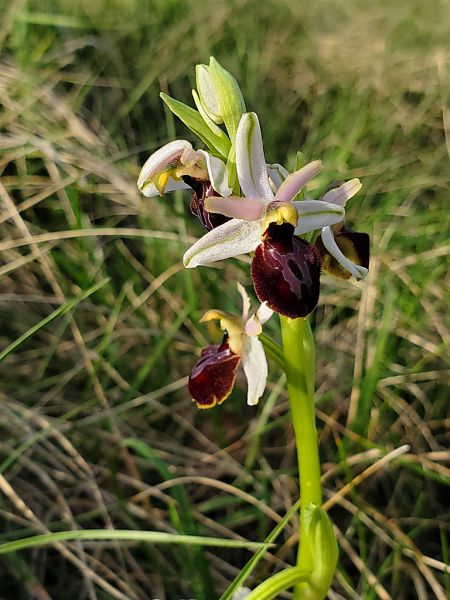 Ophrys occidentalis  - Jean Claude Bouveron