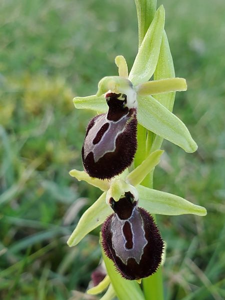 Ophrys occidentalis  - Jean Claude Bouveron