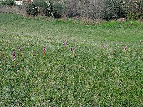 Himantoglossum robertianum  - Jean Claude Bouveron