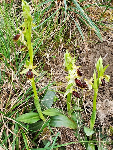 Ophrys occidentalis  - Jean Claude Bouveron