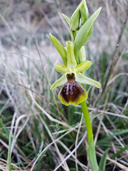 Ophrys araneola  - Jean Claude Bouveron