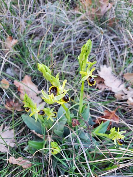 Ophrys araneola  - Jean Claude Bouveron