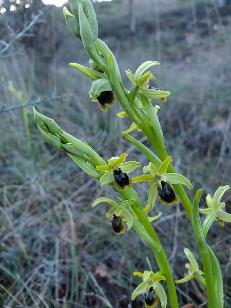 Ophrys araneola  - Jean Claude Bouveron
