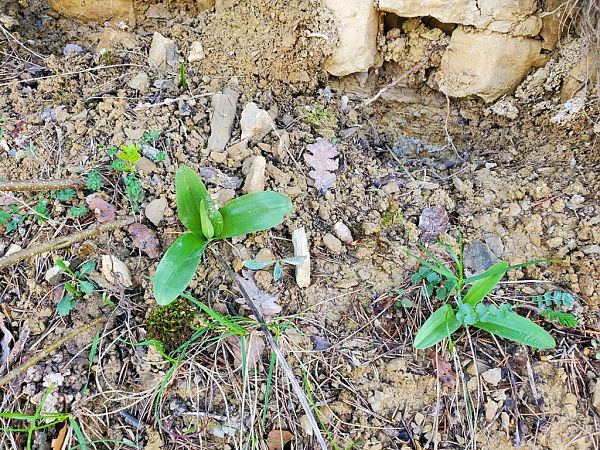 Orchis purpurea  - Jean Claude Bouveron