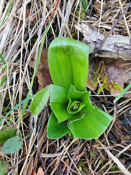 Orchis purpurea  - Jean Claude Bouveron