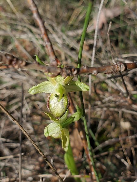 Ophrys occidentalis  - Jean Claude Bouveron