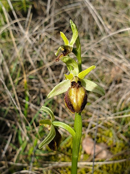 Ophrys occidentalis  - Jean Claude Bouveron