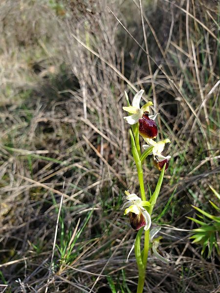 Ophrys occidentalis  - Jean Claude Bouveron