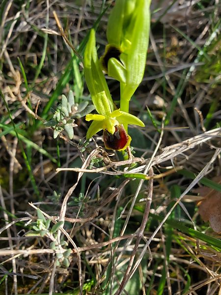 Ophrys araneola  - Jean Claude Bouveron