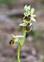 Ophrys arachnitiformis  - Albert Galzin
